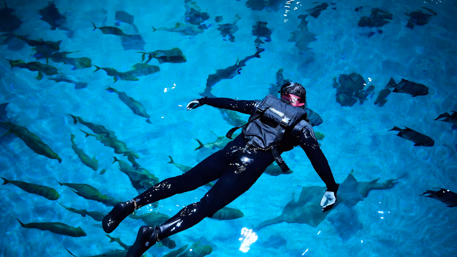 Injured US military veterans find relief and awe swimming with a whale shark at Georgia Aquarium