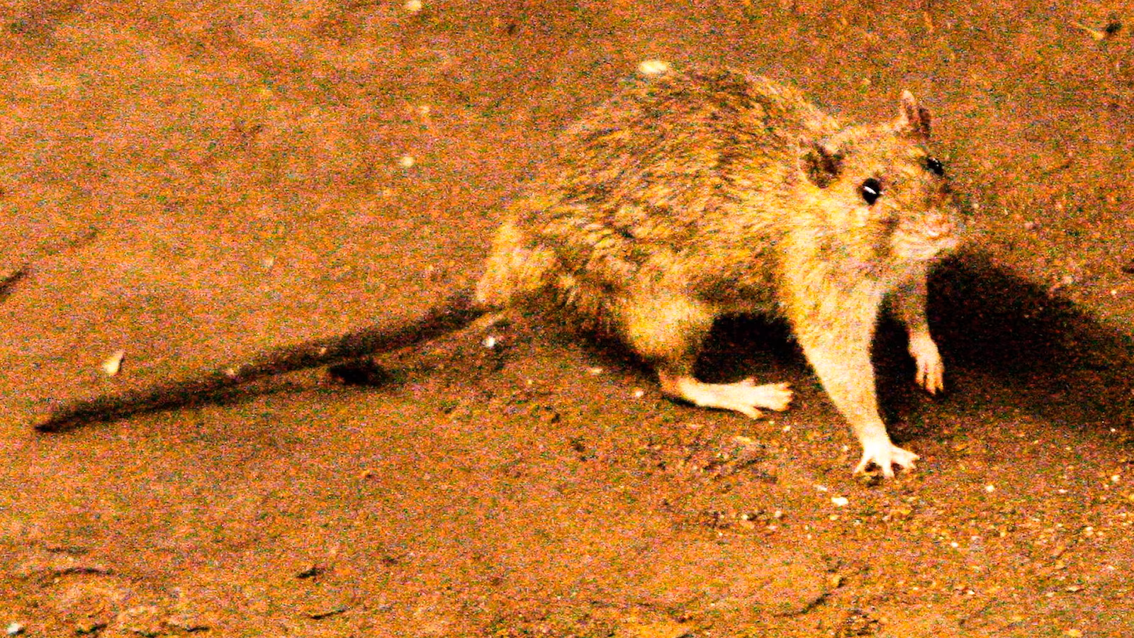 A suspected hantavirus outbreak on a cruise ship in the Atlantic Ocean kills 3 people, WHO says