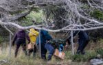 Argentines hunting for source of hantavirus outbreak trap rats in southernmost city