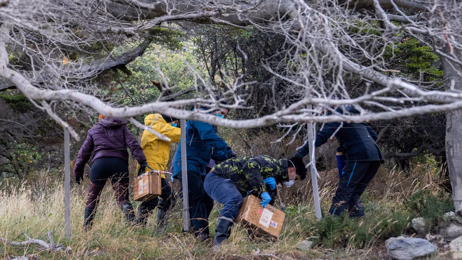 Argentines hunting for source of hantavirus outbreak trap rats in southernmost city