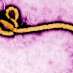 A look at major Ebola outbreaks and when the disease was first identified