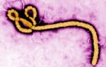 A look at major Ebola outbreaks and when the disease was first identified